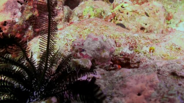 Large and small zebra coral-red hermit crab underwater in Maldives close-up. This species of hermit crab is ideal for keeping in marine reef aquarium