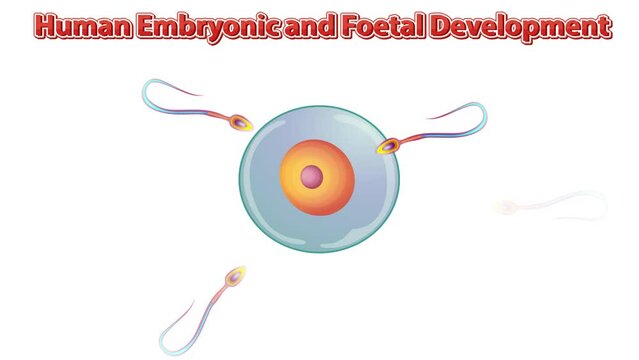 Human embryonic and foetal development