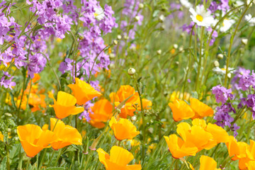 summer flowers in the flower field