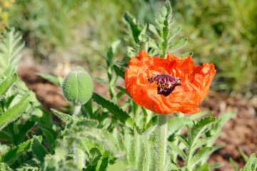Red oriental Poppy flowering in the garden. - 571151844