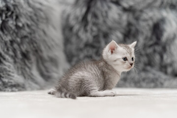 Obraz premium Cute gray and white kittens