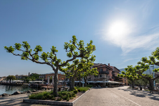 Italy, Veneto, Torri del Benaco, Summer sun shining over trees at Viale Guglielmo Marconi