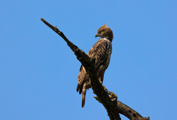 Crested Hawk Eagle 
