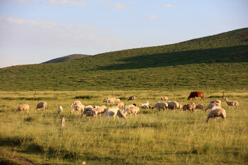 Naklejka na ściany i meble A flock of sheep are eating grass on the grassland
