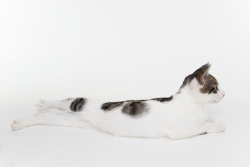 変な格好で足を伸ばす子猫