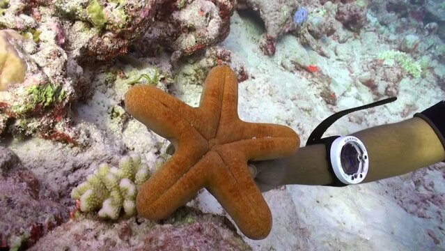 Indian Ocean, Maldives - September 25, 2019: Beautiful orange starfish on diver arm underwater in Maldives close-up.
