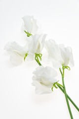 白背景の白いスイートピー