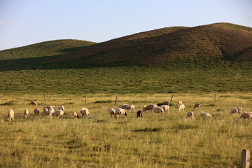 Obraz premium A flock of sheep are eating grass on the grassland
