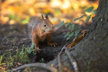 Little squirrel eating nuts in the roots of big tree