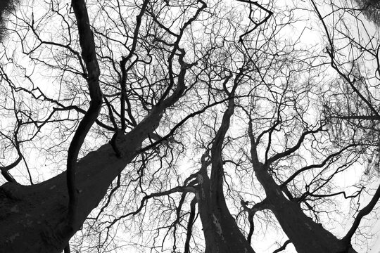 Low angle view of bare trees in winter