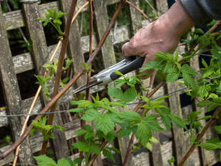 Pruning raspberry bushes in spring. Gardening concept.