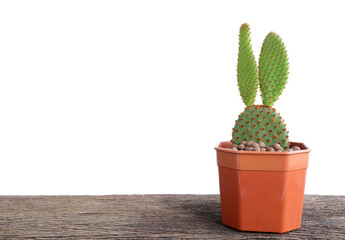 Cactus Opuntia, Bunny ears cactus in pot on wooden table with space for text. beautiful houseplant