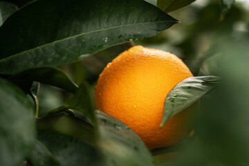 Fresh orange fruit on tree at orchard