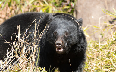 歩くツキノワグマ