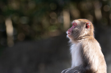 Fototapeta premium 見つめるニホンザル