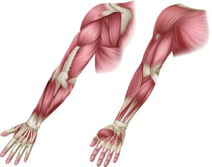 Obraz na płótnie Canvas Human body muscles of the arm shown from the front and back anatomy or medical anatomical diagram illustration.