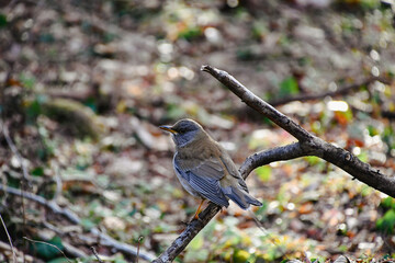 枝にとまった野鳥