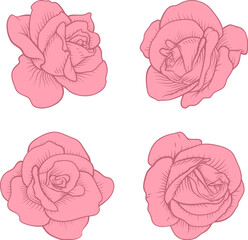 A set of roses. Each rose flower in a vintage woodcut engraving illustration style.