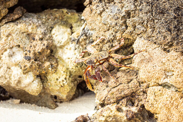 Big crab standing on the stone wall near the beach