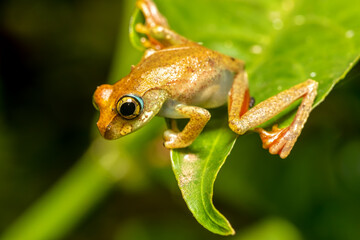 Boophis picturatus, endemic frog species in the family Mantellidae. Ranomafana National Park, Madagascar wildlife animal