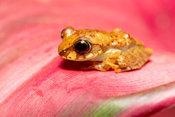 Boophis picturatus, endemic frog species in the family Mantellidae. Ranomafana National Park, Madagascar wildlife animal