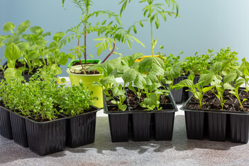 Seedling of garden flowers. Young plants of  marigolds or tagetes, aster and lobelia in  flower pots on light blue background. Gardening concept.
