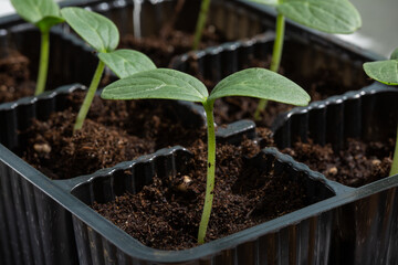 Seedling of vegetables. Close-up of young cucumber plants in plastic flower pots. Gardening concept.