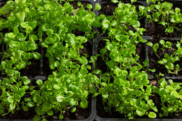 Seedling of garden flowers. Close-up of lobelia seedlings in flower pots as background. Top view. Gardening concept.
