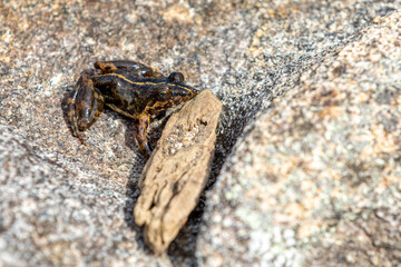Mantidactylus ulcerosus, endemic species of frog in the family Mantellidae. Ambalavao, Andringitra National Park. Madagascar wildlife animal