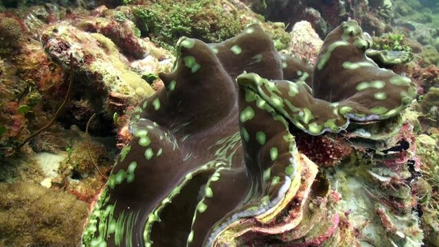 Tridacna clam underwater in ocean on Maldives. Tridacna giant clam, is a species of bivalve mollusks found in ocean on Maldives. This is one of largest species of mollusks.
