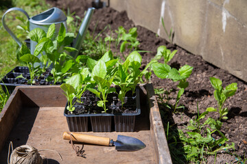 Box with seedling in pots. Planting aster flower sprouts  in open ground. Spring work in garden. Gardening concept, springtime.