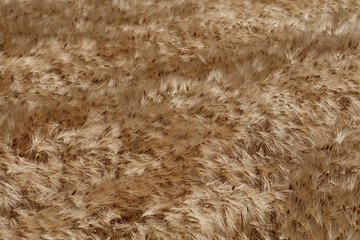 黄金色に実った大麦