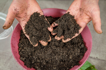 a woman transplants a flower. Home gardening, greenery concept. A gardener transplants a houseplant...