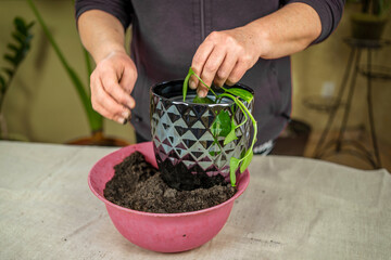 a woman transplants a flower. Home gardening, greenery concept. A gardener transplants a houseplant into a pot.