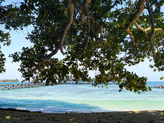 Seaside view shaded by trees