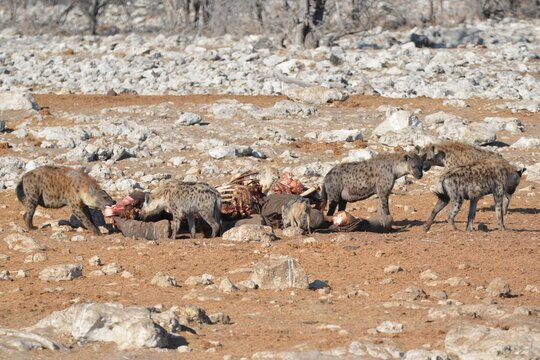Hungry spotted hyenas are eating an elephant, Etosha NP