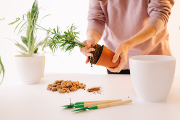 Woman's transplanting plant a into a new pot. Sring care plants.