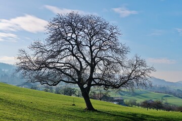 Kahler Baum in vorfrühlingshafter Landschaft
