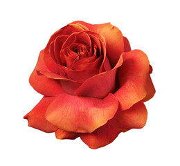 Red rose flower with everted petals isolated on white or transparent background