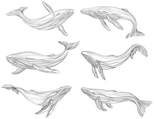 Abstract whales floating underwater. Illustration isolated animal on white background. Ocean mammal swimming set.