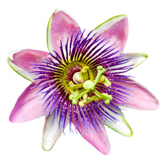 Passion flower isolated on white background