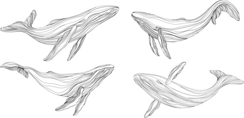 Abstract whales floating underwater. Illustration isolated animal on white background. Ocean mammal swimming set.