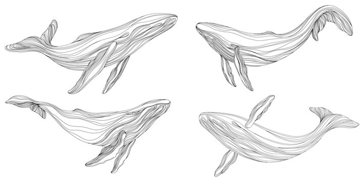 Abstract whales floating underwater. Illustration isolated animal on white background. Ocean mammal swimming set.