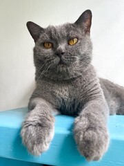 grey British shorthair cat on blue background