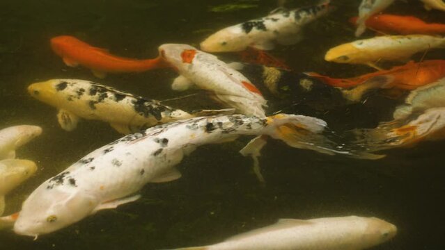 Close-up of colorful koi carp fish swimming in a pond. Muddy water. The orange, gold, black, and red carp