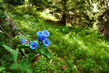 Elegant blue flower bells in the grass in the deep forest. Wild and beauty nature backgrounds