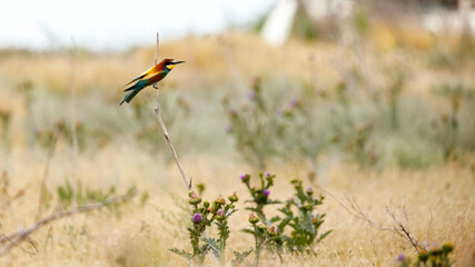 Bee Eater in the Danube Delta in Romania	