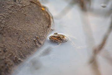 Macro of young frog