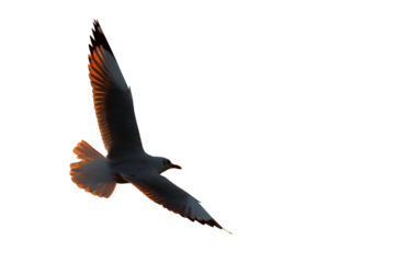 The silhouette of seagull flying for applying to the sunset or sunrise sky picture. Seagull isolated on transparent background png file