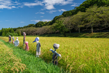 案山子と青空